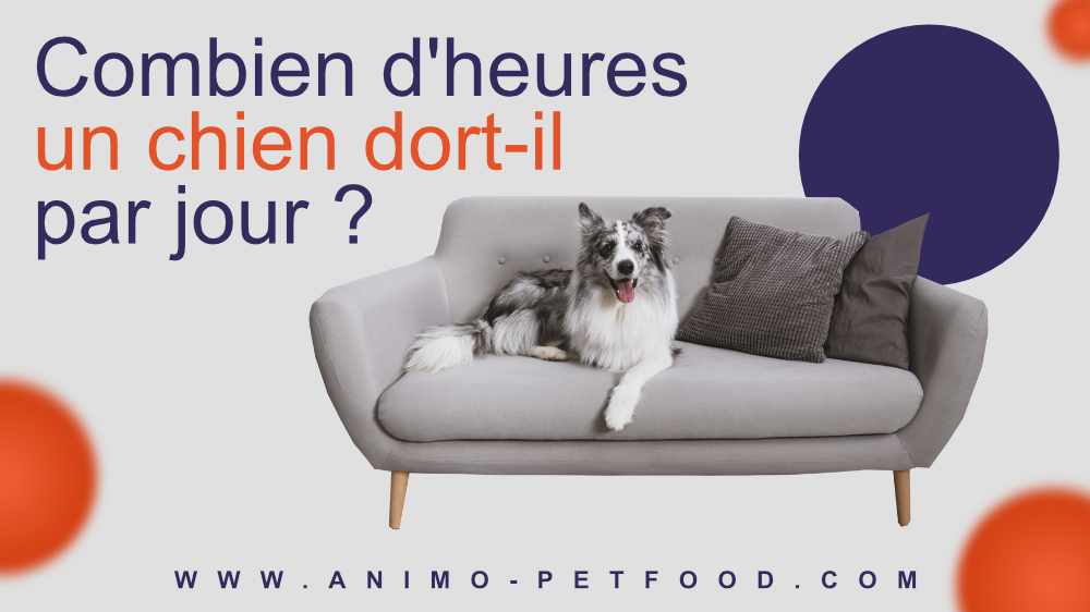 combien-d-heures-un-chien-dort-il-par-jour